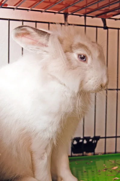Leon head dwarf rabbit — Stock Photo, Image