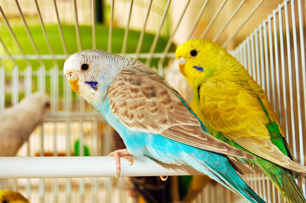 Blue and yellow budgerigars
