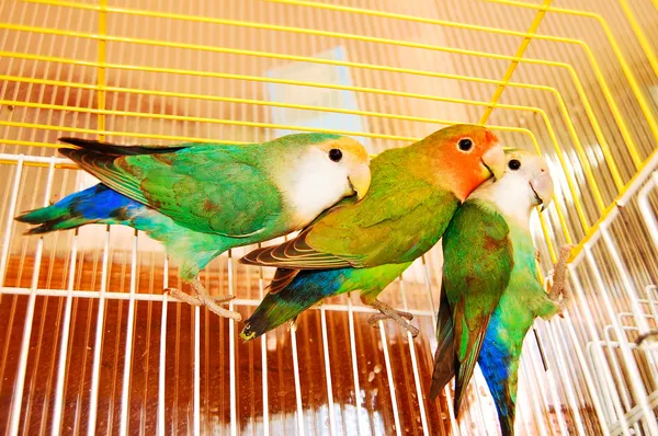 Liebhaber von Vögeln — Stockfoto