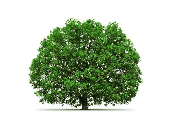 Old oak tree — Zdjęcie stockowe