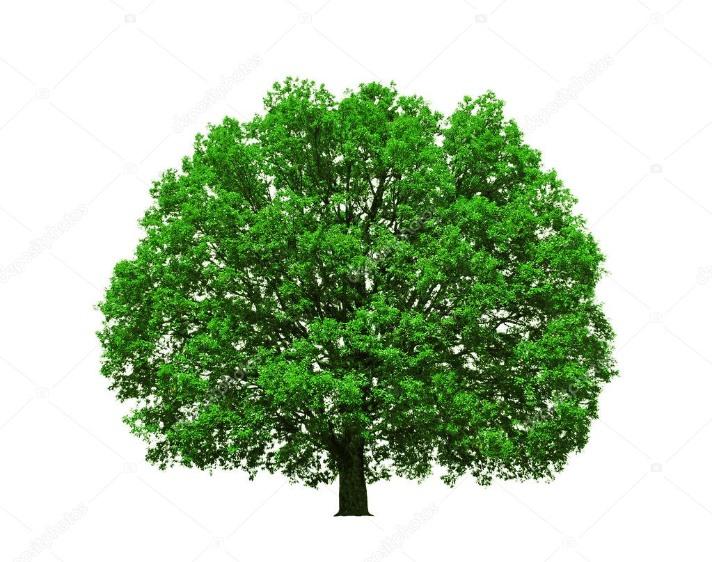 Big majestic oak tree isolated