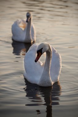 Two swans clipart