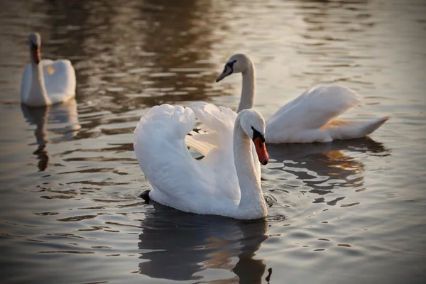 Three swans on a river — Zdjęcie stockowe