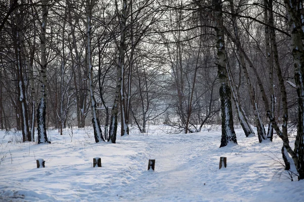 Skogen Vintern — Stockfoto