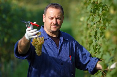 Vintner in the vineyard clipart