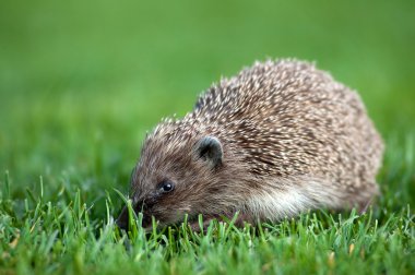 Hedgehog clipart