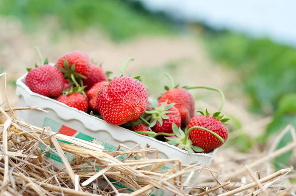 Vers geplukte aardbeien — Stockfoto
