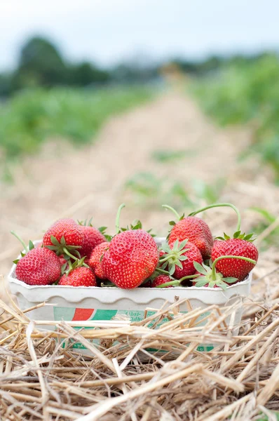 Jordbær, plukkede, friske - Stock-foto