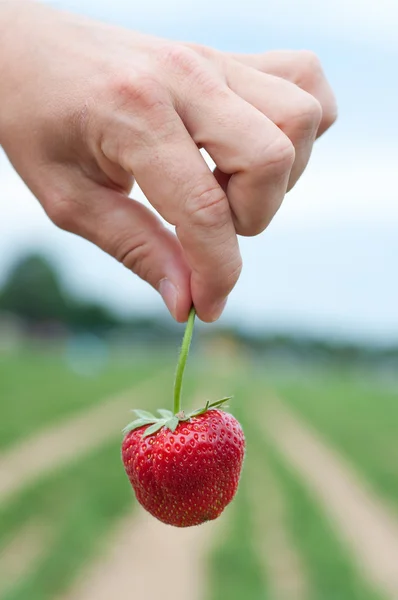 Fresh picked strawberry — Stock Photo, Image