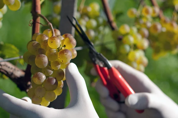 Fresh harvested grape — Stock Photo, Image