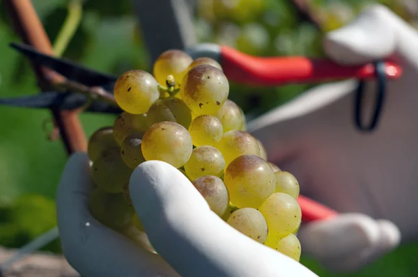 Świeżych winogron zebranych — Zdjęcie stockowe