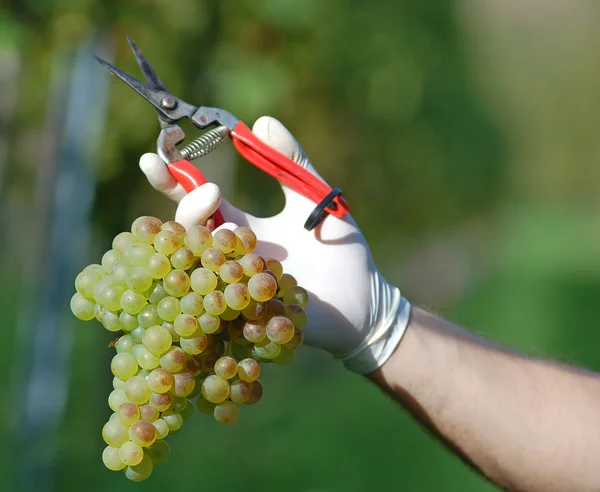 Свежий урожай винограда — стоковое фото