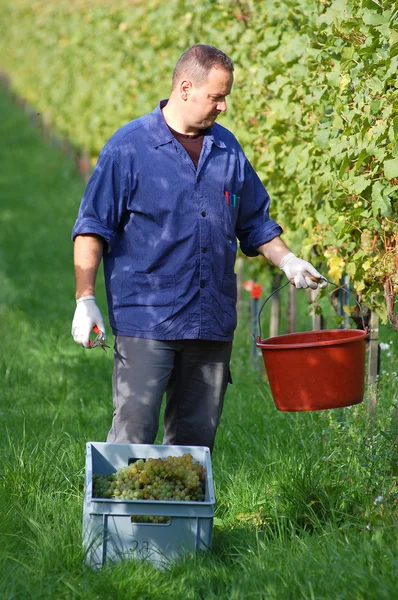 Винороб у винограднику — стокове фото