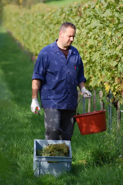 Vinař ve vinici — Stock fotografie