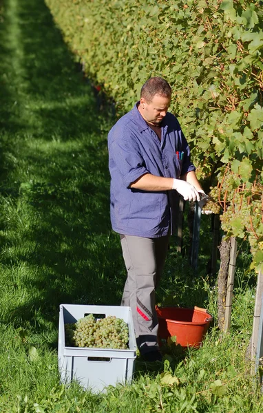 Vintner in the vineyard — Stock Photo, Image