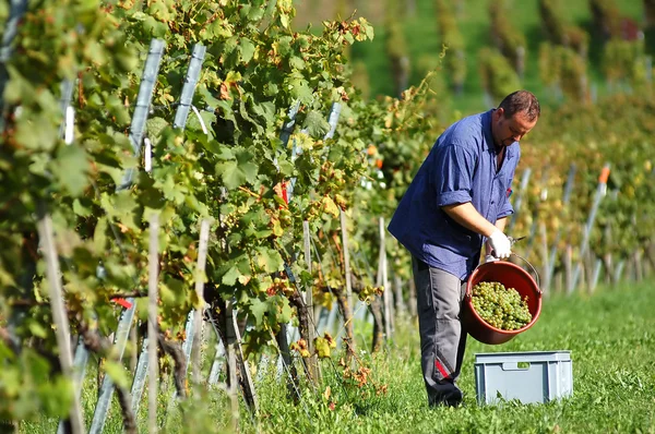 ぶどう畑のワイン醸造業者 — ストック写真