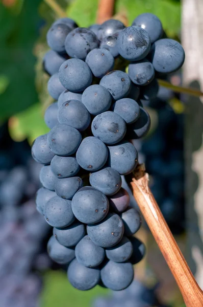 Czerwony kiść winogron — Zdjęcie stockowe