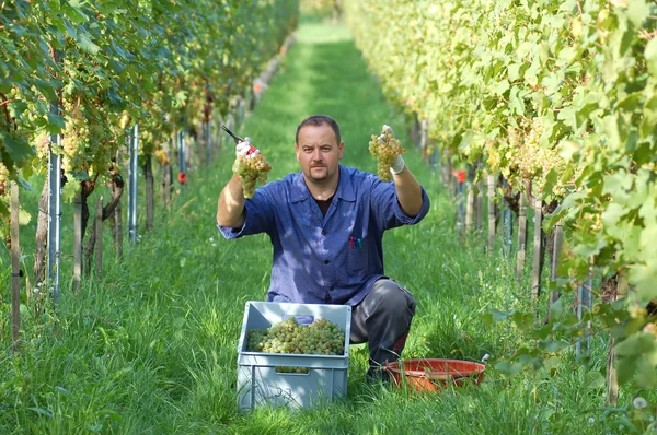 Wijnboer in de wijngaard — Stockfoto