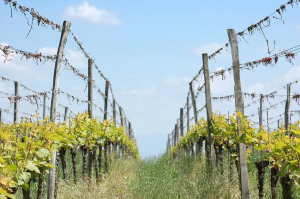 Een rij in de wijngaard in mei — Stockfoto