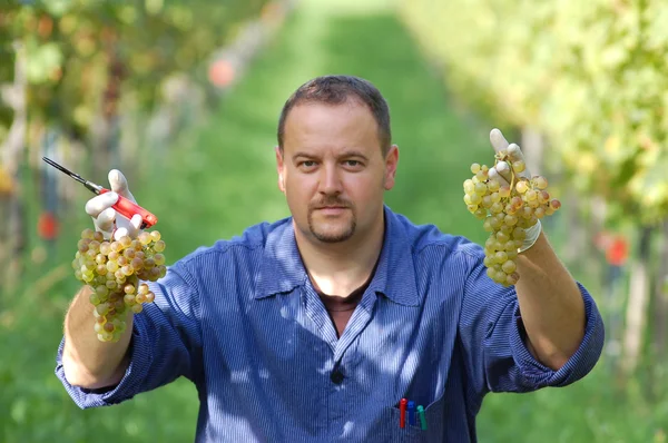 ぶどう畑のワイン醸造業者 — ストック写真