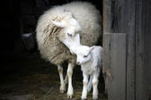 Schafe mit einem Lamm, das im Tor der Scheune steht. Mutterinstinkt