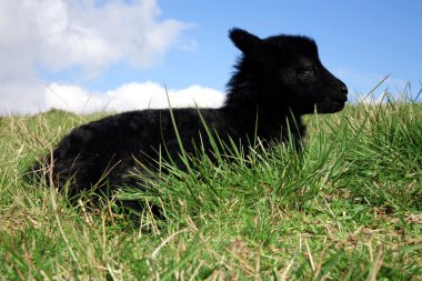 Black lying lambs. Herd of sheeps, Skudde - the most primitive and smallest sheep breed in Europe on the field in Pasterka village in Poland. clipart