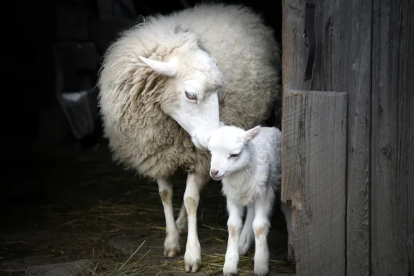 Πρόβατα Ένα Αρνί Στέκεται Στην Πόρτα Του Αχυρώνα Μητρικό Ένστικτο — Φωτογραφία Αρχείου