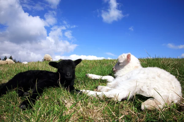 White Black Sleeping Lambs Herd Sheeps Skudde Most Primitive Smallest — Stock Photo, Image