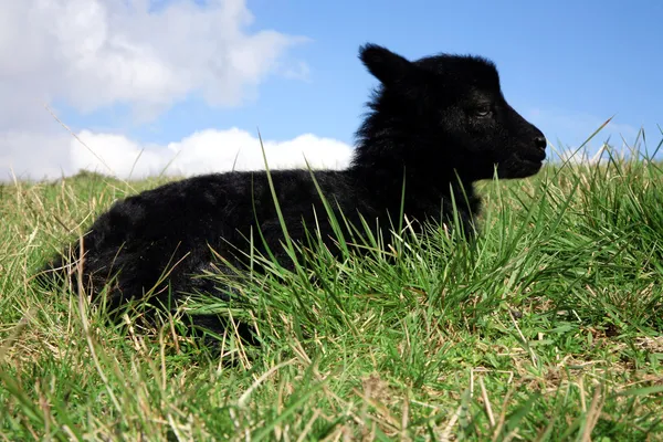 黑色说谎的羔羊 群的羊 Skudde 最原始和最小绵羊养殖在欧洲关于在波兰的 Pasterka 村中的字段 — 图库照片