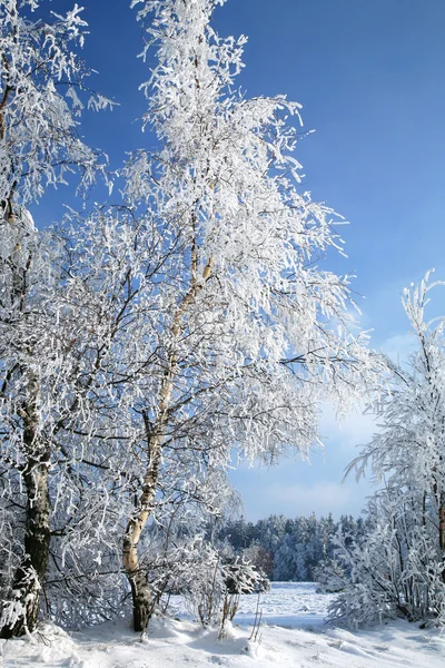 Sonniger Wintertag — Stockfoto
