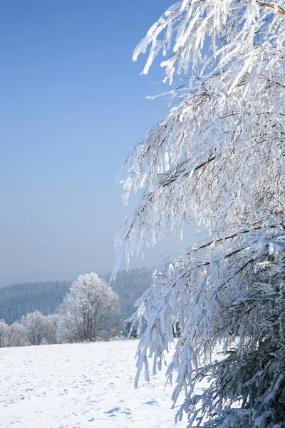 Güneşli, kış günü — Stok fotoğraf