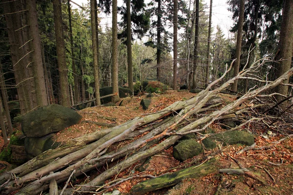 Damaged beech tree — Stock Photo, Image