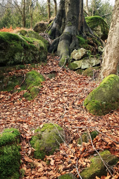 Roots of a beech and rock — Stock Photo, Image