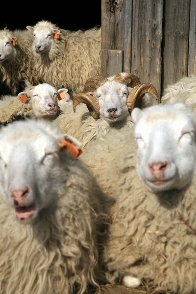 Manada de ovinos em repouso — Fotografia de Stock
