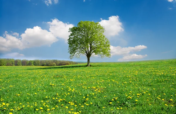 Idyllische voorjaar landschap — Stockfoto