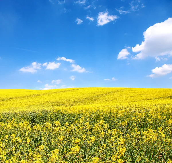 Flor de colza de óleo no campo — Fotografia de Stock