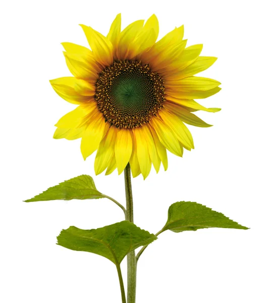 Gelbe Sonnenblume isoliert — Stockfoto