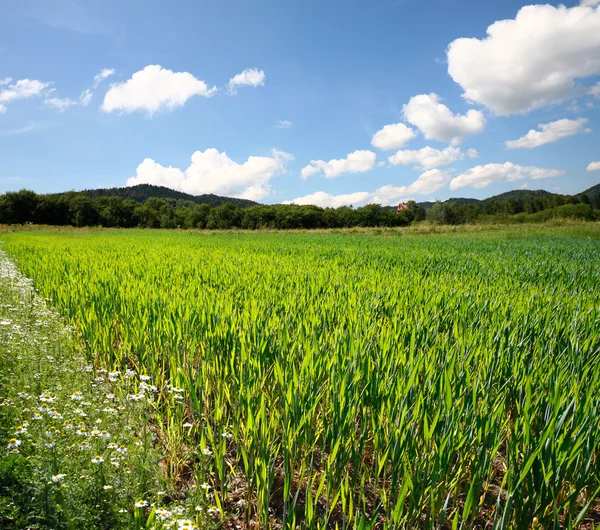 Bahar buğday alanı — Stok fotoğraf