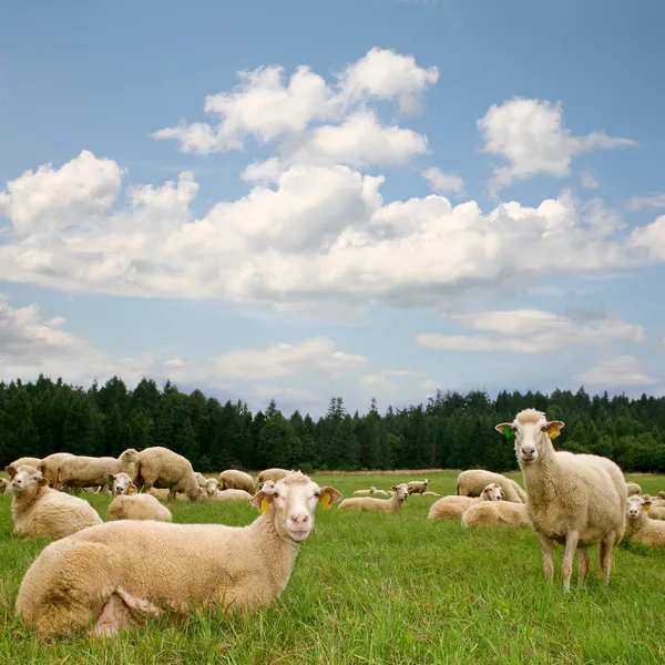 群れの羊 — ストック写真
