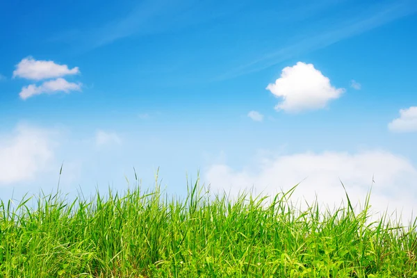 Jarní, zelené trávy a obloha — Stock fotografie