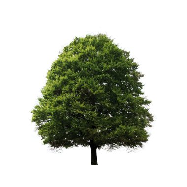 Green oak tree clipart