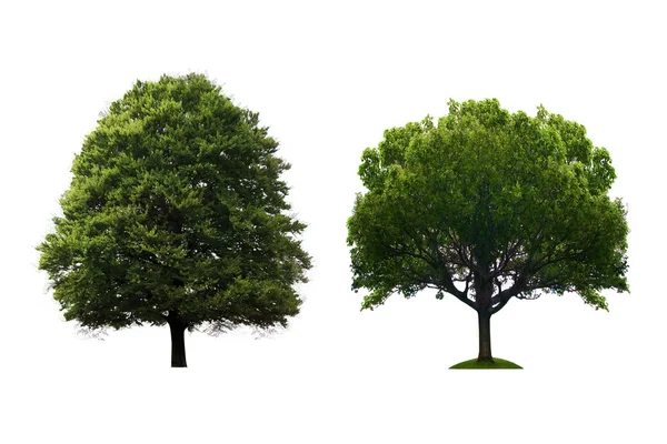Деревья изолированы — стоковое фото
