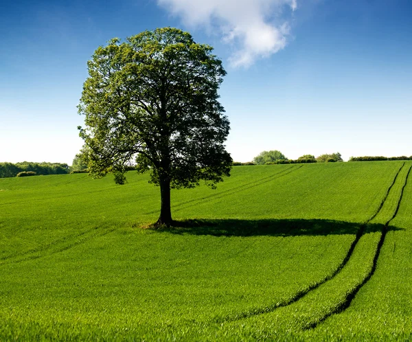 Весна - зелене поле з дубовим деревом — стокове фото