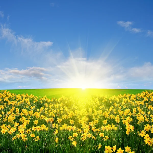 Jarní louka a slunce — Stock fotografie