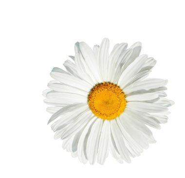 Chamomile isolated clipart