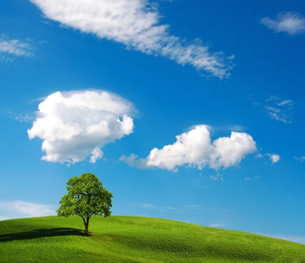 Árvore solitária na colina verde — Fotografia de Stock
