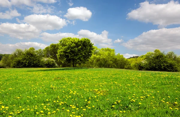 Piękna wiosna łąka — Zdjęcie stockowe