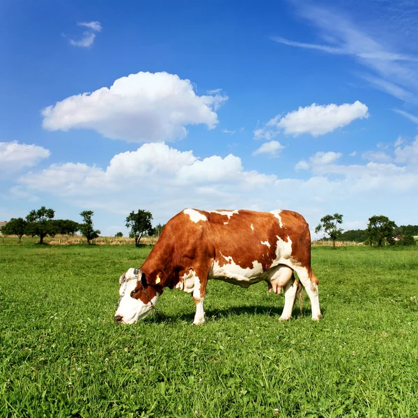 Корова пасется на зеленом лугу — стоковое фото
