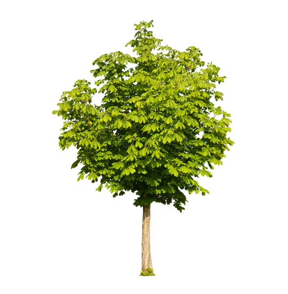 Зеленое каштановое дерево, изолированное на белом — стоковое фото