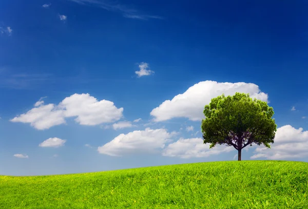 Groene boom in een veld op blauwe lucht — Stockfoto